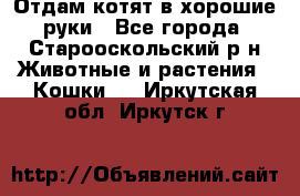 Отдам котят в хорошие руки - Все города, Старооскольский р-н Животные и растения » Кошки   . Иркутская обл.,Иркутск г.